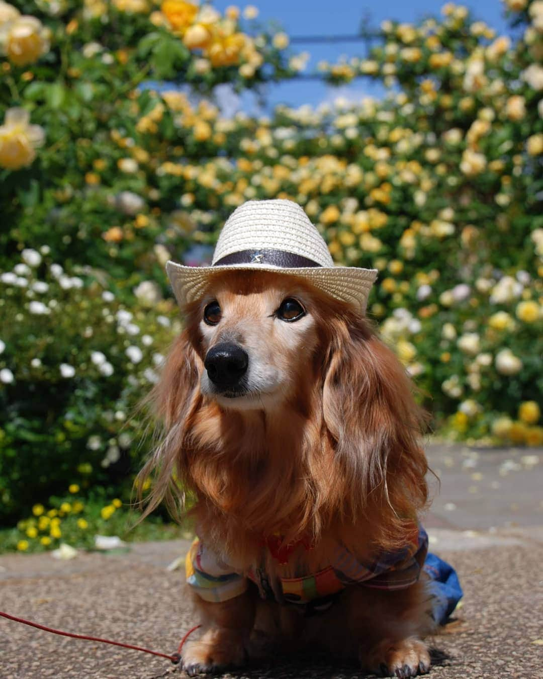 ?モデル?大地?さんのインスタグラム写真 - (?モデル?大地?Instagram)「♪🐾2019*5*24 🐾 . 💙青い空も 💛黄色いバラも 💚緑の葉っぱも ❤可愛い🐶大地も . 全〜部💕最高〜💕✌️😆 . . . 📷5/19 港の見える丘公園🌹 . . 🐾🐾🐾🐾🐾🐾🐾🐾🐾🐾🐾🐾🐾🐾 . #大地#大好き#だいすき #いつも一緒#ずっと一緒 #大地なしでは生きて行けませんw #いぬ#犬#わんこ#ワンコ . #愛犬 #犬バカ部#いぬら部#いぬすたぐらむ #犬のいる暮らし #pecoいぬ部#朝活 #港の見える丘公園#バラ#薔薇 #最高 . #横浜#yokohama#神奈川 #散歩 #お散歩 #ミニチュアダックスフンド#ミニチュアダックス #ダックスフンド#ダックス」5月24日 17時14分 - sachi_daichi