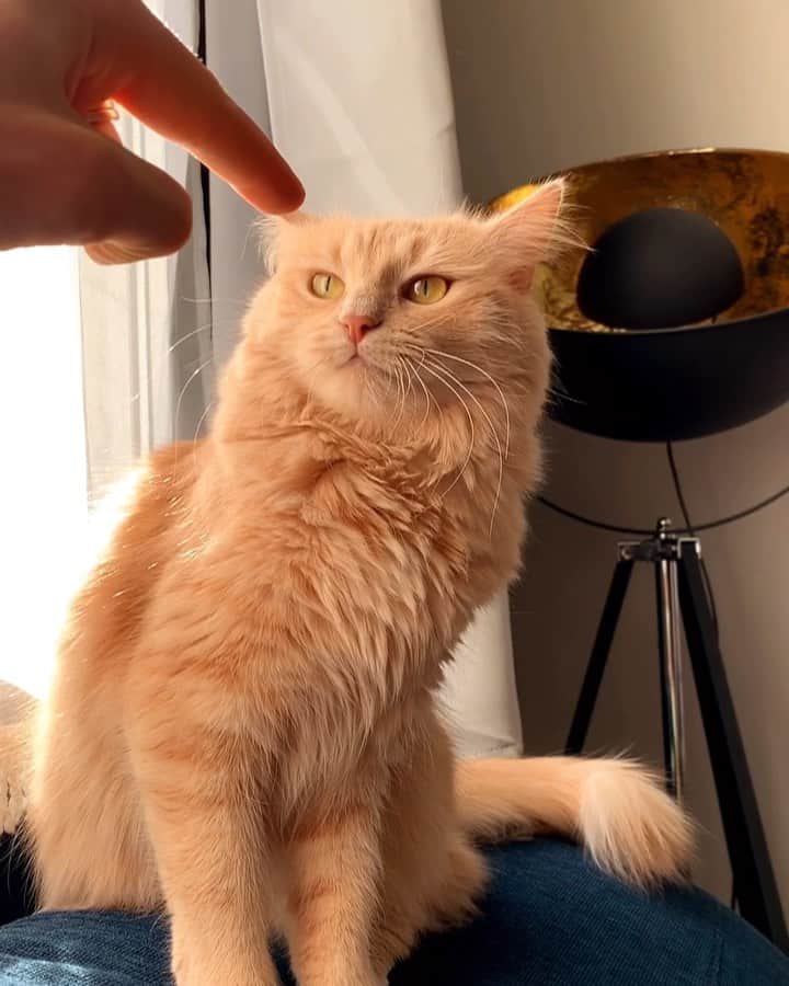 NICOLAS SIMOESのインスタグラム：「Time to play together after two weeks separated.. And she is still angry 😼🤪」