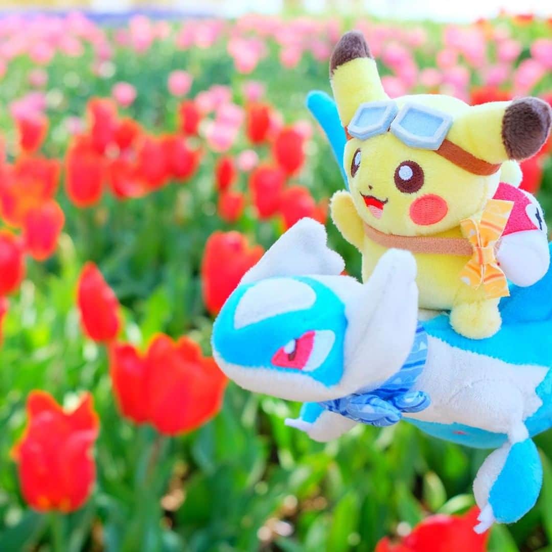 ピカチュウ公式Instagramさんのインスタグラム写真 - (ピカチュウ公式InstagramInstagram)「【今日のピカチュウ】 ラティオスの背中に乗って大冒険✈ ピカチュウはゴーグルをつけてもらって嬉しそう☺#pikachu #latios #pokemon #pikachu_snap #photooftheday #spring  #flower #flowers #tulip #sunny #sky #bluesky #travel #trip #ピカチュウ #ラティオス #ミミッキュ #春 #花 #チューリップ #晴れ #空 #青空 #旅 #冒険」5月24日 18時00分 - pokemon_jpn