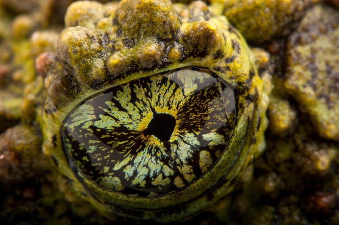 のインスタグラム：「Photo by Joel Sartore @joelsartore | It doesn’t take long before you feel as though you’re being transported to another dimension while staring into the eye of this pied mossy frog. A patchwork of ornate textures and patterns helps camouflage it, giving it a unique look that seems out of this world. Follow me, @joelsartore to see more. Photo taken @houstonzoo. #piedmossyfrog #frog #amphibian #eye #textured #photoark」