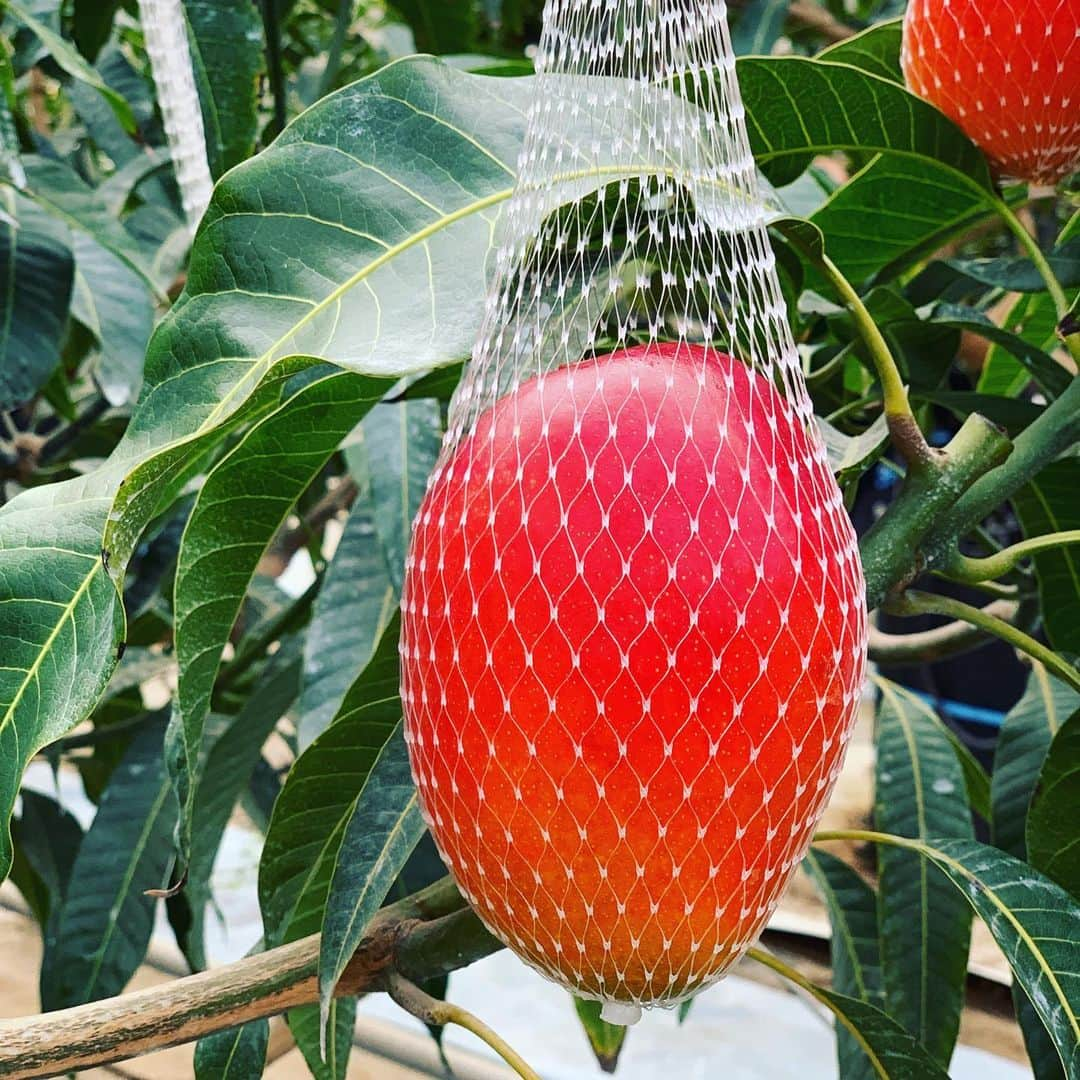 佐藤綾子さんのインスタグラム写真 - (佐藤綾子Instagram)「🥭プリンセス🥭﻿ ﻿ あした朝8時からの「朝だ！生です旅サラダ」は長崎県の北松・ #佐々町 から中継でお伝えします！﻿ ﻿ 今回の主役は﻿ お姫様のように大切に大切に育てられた﻿ #プリンセスマンゴー 👸🥭です。﻿ お姫様の甘さをたっぷり紹介しますよー！﻿ ﻿ 初旅サラダ！﻿ あしたはドレスは着ませんが、入社6年目の初々しさをまとって元気いっぱいお伝えします🌟﻿ ﻿ #旅サラダ #佐々町 #佐々 #プリンセスマンゴー #マンゴー #mango #堀内フルーツファーム﻿ #ncc #長崎文化放送 #アナウンサー #佐藤綾子 #中継」5月24日 18時18分 - satoaya_ncc