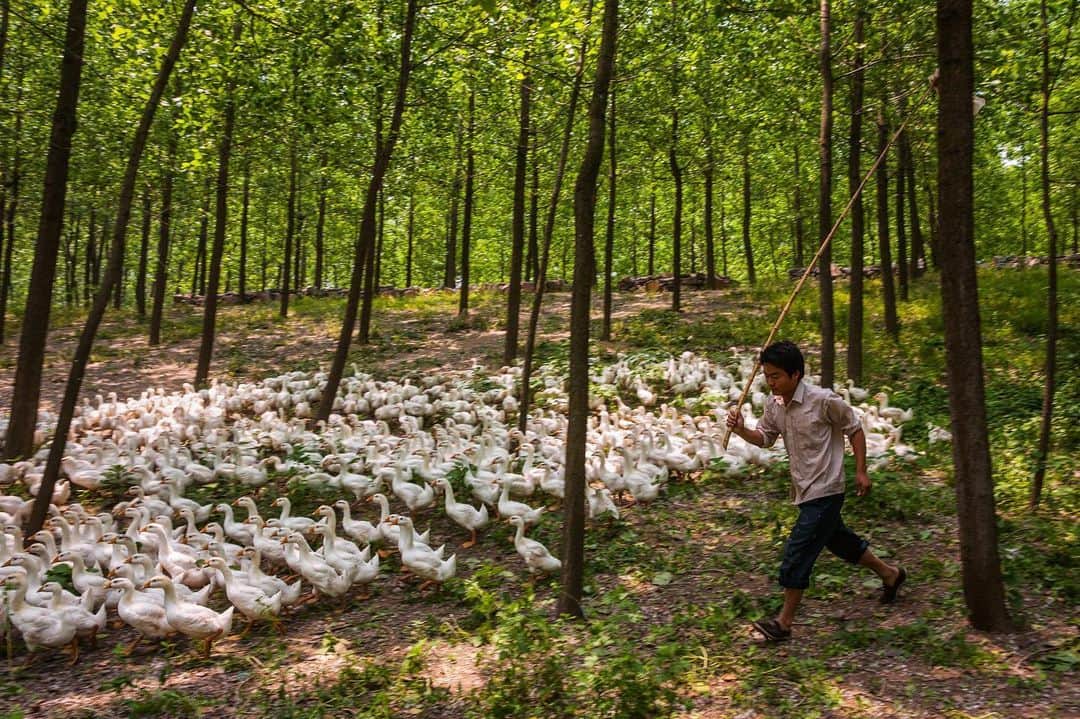 Michael Yamashitaさんのインスタグラム写真 - (Michael YamashitaInstagram)「A young man herds his gaggle on an early morning search for food, before leading the geese to the Grand Canal just south of Huaian for a swim. Many small-scale farmers in rural communities along the canal support themselves by supplying boat crews with waterfowl meat. #grandcanal #Huaian #geese」5月25日 4時16分 - yamashitaphoto
