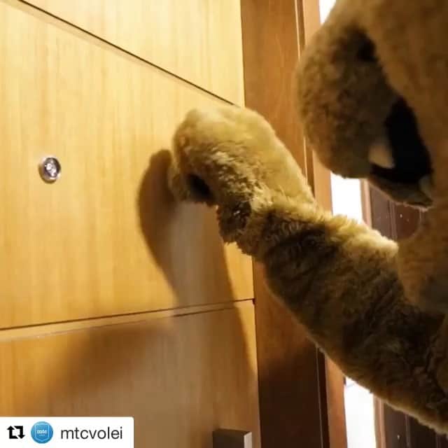 シェイラ・カストロのインスタグラム：「Muito feliz em ser do Campeão!!! #Repost @mtcvolei with @get_repost ・・・ JUNTOS E SHEILLA NOW! 😍⠀ ⠀ Uma multicampeã, agora no campeão de tudo. 🏐 @sheillacastro é do Itambé/Minas!⠀ ⠀ A oposta retorna ao Clube após 15 anos. Bem-vinda de volta! 💙⠀ ⠀ #VaiMinas 💪 #ItambéMinas #ParedãoAzul #SouDoCampeão⠀」