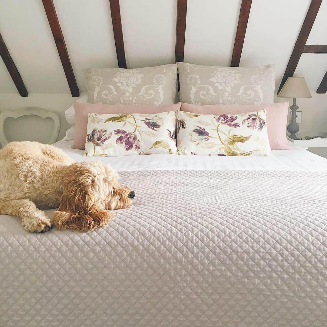 ローラアシュレイのインスタグラム：「Having a ruff week? Take a leaf out of this pup's book! It's time to embrace that #FridayFeeling and get ready for another relaxing long weekend! 📷🐶 @our_country_home_style」