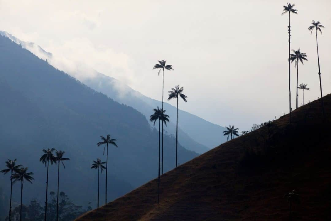 National Geographic Travelさんのインスタグラム写真 - (National Geographic TravelInstagram)「Photo by @sofia_jaramillo5 | Wax Palm trees grow in the Cocora Valley near Salento, Colombia. The enormous trees grow up to 200 feet tall and thrive in high-altitude places. When I first explored this area, I was astonished by the beauty of these trees. They reminded me of a book from my childhood. Can you guess which one? For more photos from Colombia and other South American countries follow me @sofia_jaramillo5 #takemethere #colombia #travelinggram #treesofinstagram」5月25日 4時11分 - natgeotravel