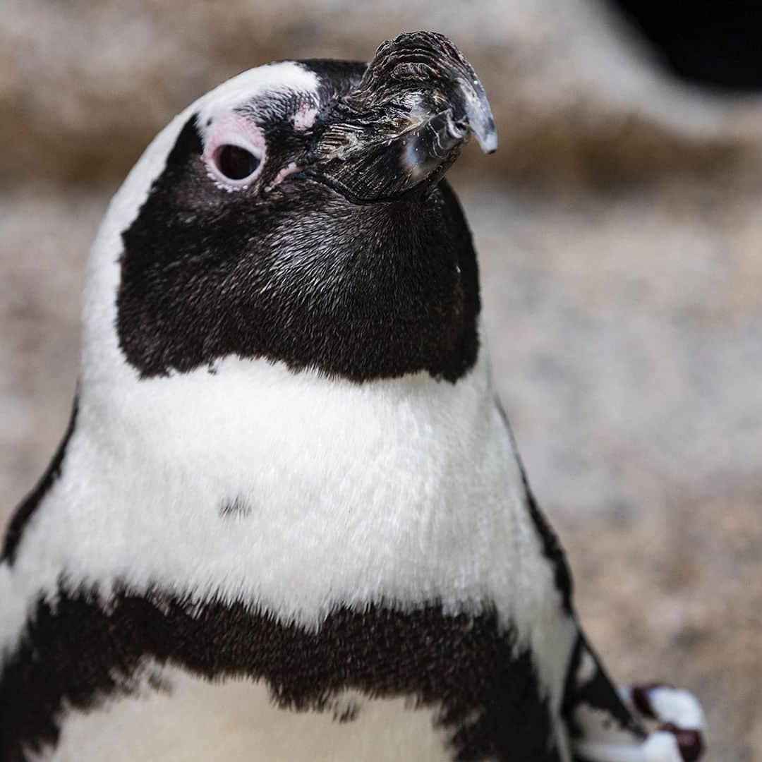 San Diego Zooさんのインスタグラム写真 - (San Diego ZooInstagram)「Incoming! Our monthly penguin progress report has arrived.  The 𝙊𝙐𝙏𝙎𝙏𝘼𝙉𝘿𝙄𝙉𝙂 penguin is our bday boy, DG. 🥳 Despite being a warm weathered species, DG is a chill guy and always the perfect gentleman. His cool demeanor made him the superb bird to introduce to our new chicks before they met the rest of the colony. Uncle DG helped the chicks gain a bit of confidence and earned this month's outstanding title.  The penguin who 𝙉𝙀𝙀𝘿𝙎 𝙄𝙈𝙋𝙍𝙊𝙑𝙀𝙈𝙀𝙉𝙏 is Prince. Recently, Prince has waged war on the keepers giving behind the scenes tours. He grabs keepers by the boots and gives them a good lashing in front of shocked guests, and it doesn't stop there. Prince also bullies birds who wander near the tour groups, so keepers have given him a D- this month. (📷1: DG, 📷2: Prince) #PenguinProgressReport #PengWinning #PengNeedsImprovement #sandiegozoo」5月25日 4時59分 - sandiegozoo