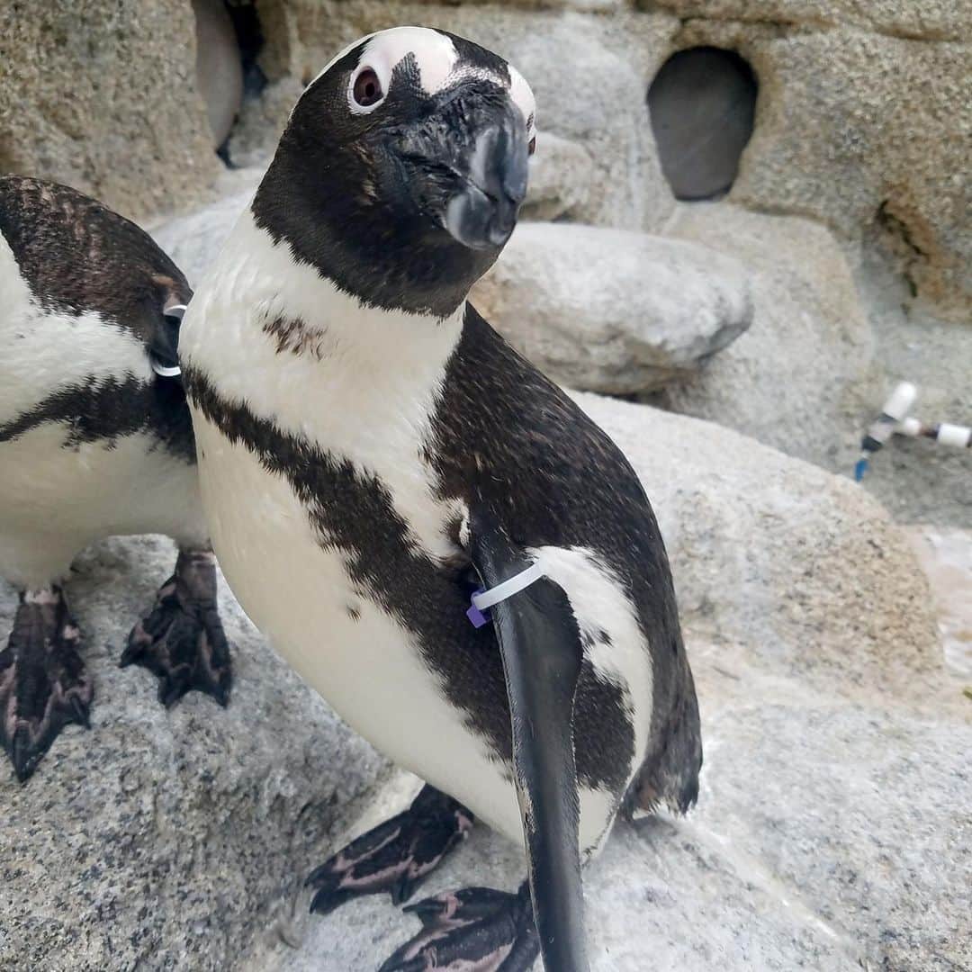 San Diego Zooさんのインスタグラム写真 - (San Diego ZooInstagram)「Incoming! Our monthly penguin progress report has arrived.  The 𝙊𝙐𝙏𝙎𝙏𝘼𝙉𝘿𝙄𝙉𝙂 penguin is our bday boy, DG. 🥳 Despite being a warm weathered species, DG is a chill guy and always the perfect gentleman. His cool demeanor made him the superb bird to introduce to our new chicks before they met the rest of the colony. Uncle DG helped the chicks gain a bit of confidence and earned this month's outstanding title.  The penguin who 𝙉𝙀𝙀𝘿𝙎 𝙄𝙈𝙋𝙍𝙊𝙑𝙀𝙈𝙀𝙉𝙏 is Prince. Recently, Prince has waged war on the keepers giving behind the scenes tours. He grabs keepers by the boots and gives them a good lashing in front of shocked guests, and it doesn't stop there. Prince also bullies birds who wander near the tour groups, so keepers have given him a D- this month. (📷1: DG, 📷2: Prince) #PenguinProgressReport #PengWinning #PengNeedsImprovement #sandiegozoo」5月25日 4時59分 - sandiegozoo