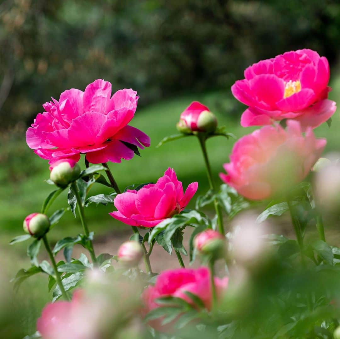 ニューヨーク植物園さんのインスタグラム写真 - (ニューヨーク植物園Instagram)「Explore the alliums, herbaceous peonies, and other late spring blooms that color our collections! See #whatsbeautifulnow. . #Allium #Paeonia #plantlove」5月25日 5時25分 - nybg