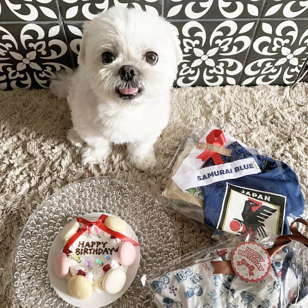 前園真聖さんのインスタグラム写真 - (前園真聖Instagram)「ワンちゃんが食べられるマカロンでお誕生日のお祝いをしました😊 アンジェロ10歳になりました👏 #アンジェロ #ミックス犬 #誕生日おめでとう #前園真聖」5月24日 20時47分 - maezono_masakiyo