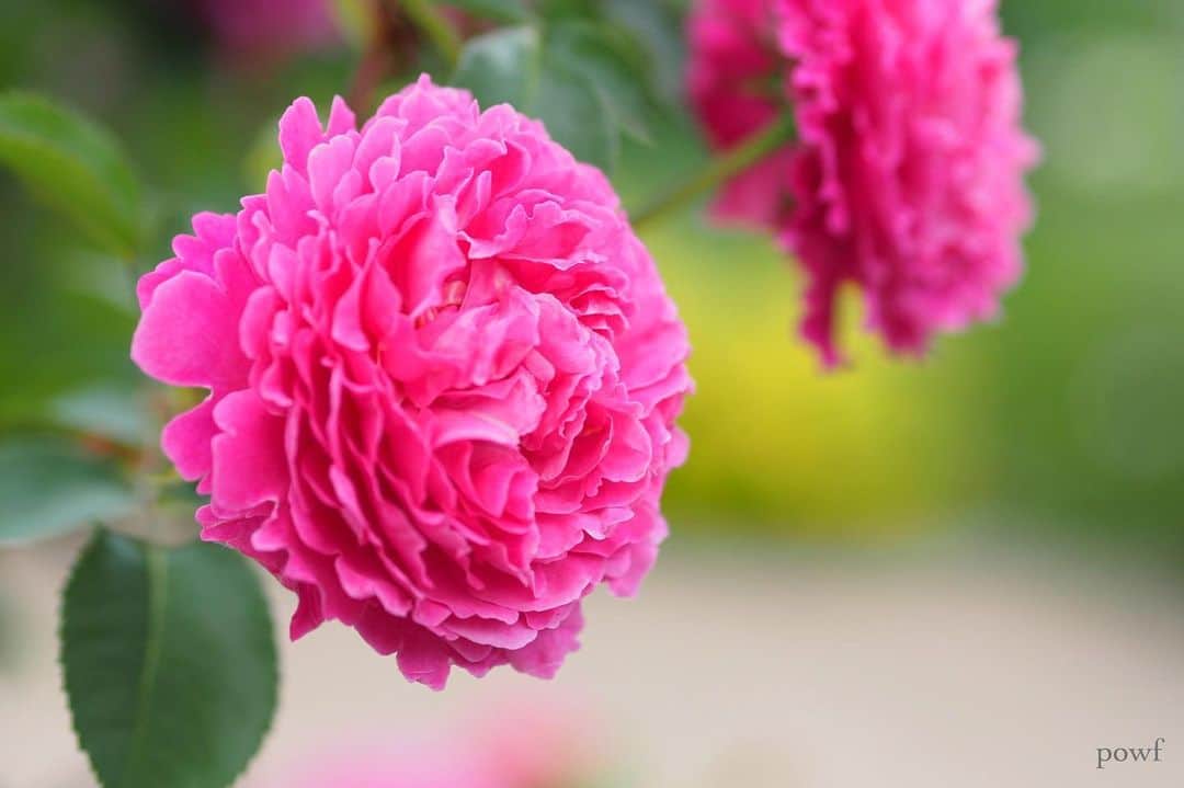 anemone_69のインスタグラム：「. #バラ #薔薇 #京王フローラルガーデン . .」