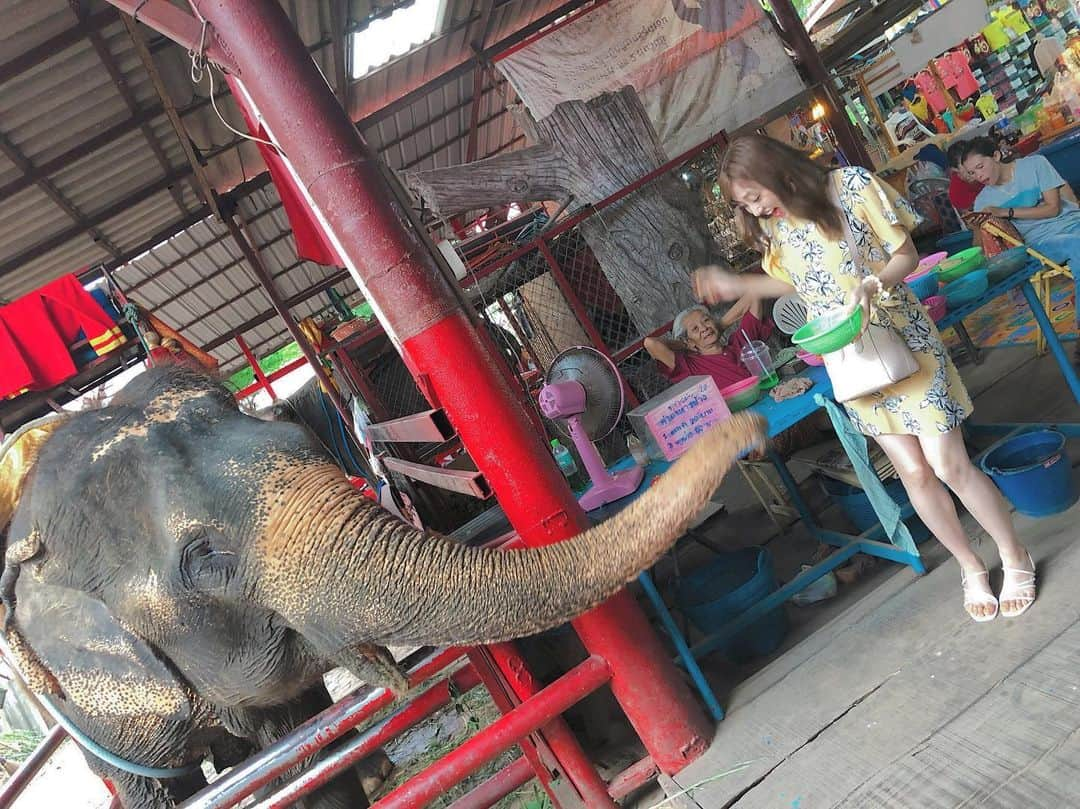 菊地亜美さんのインスタグラム写真 - (菊地亜美Instagram)「・ 可愛いけど怖いね🐘🍌 象の鼻の穴おっきいね👃 象に乗ったりエサあげたりね🐘❤️」5月24日 21時00分 - amikikuchi0905