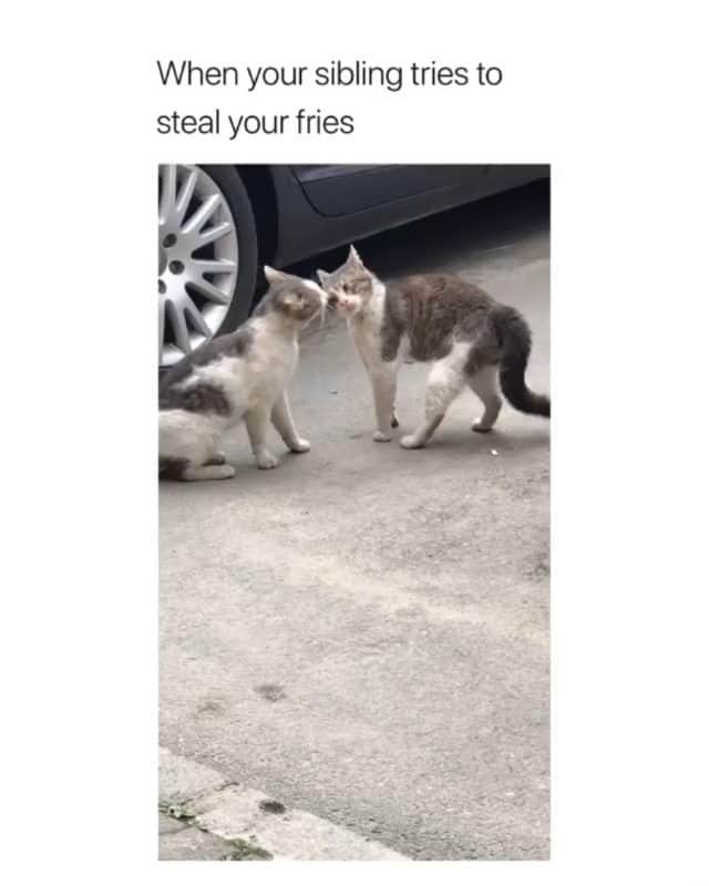 Funny Postsのインスタグラム：「••••••••••• 😂 I need to know what's going on 💬 Video by: @lord.tarantula 🎥 Double tap for more videos!」