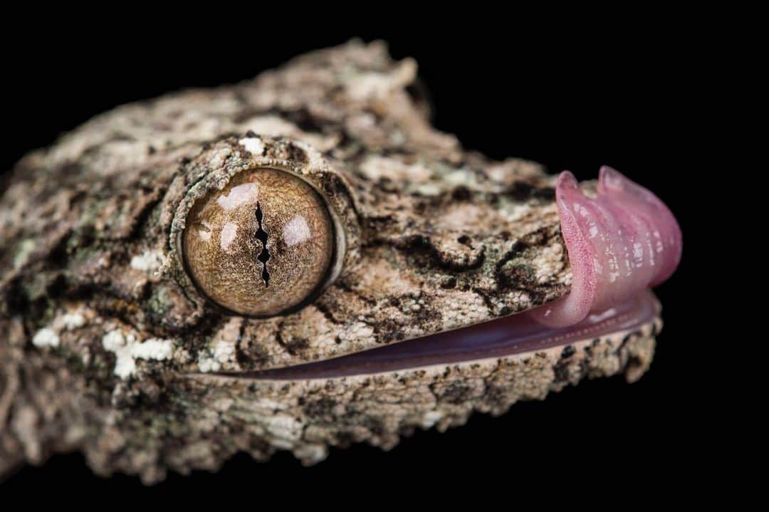 Joel Sartoreさんのインスタグラム写真 - (Joel SartoreInstagram)「Mossy leaf-tailed geckos like this one @theomahazoo are tree-dwellers, relying on their unique coloration and patterning to help them blend in and avoid predators. They’ll spend most of the day at rest hanging vertically on tree trunks, but once the sun goes down these guys will spring to life and go off in search of prey. Their stealthy habits and striking appearance are key to their survival in the wild, but they have also made this gecko a prime target for the international pet trade. While laws are in place to help prevent the export of this species out of Madagascar, it is up to us to eliminate the demand for these animals as pets. Before bringing a pet into your home make sure you’ve done your research and have verified that your purchase is not contributing to the removal of species from their home in the wild. #leaftailedgecko #leaf #camouflage #madagascar #gecko #stealthy #photoark #savetogether」5月24日 21時12分 - joelsartore