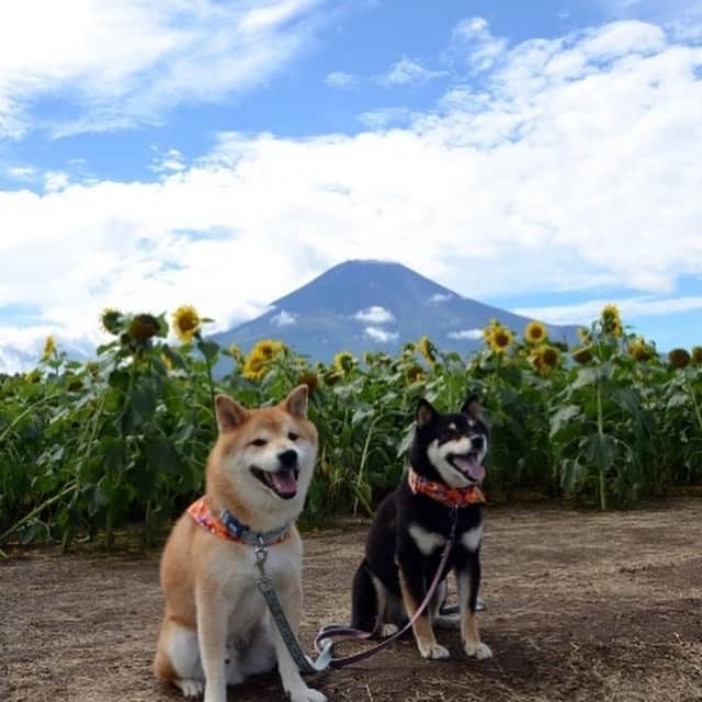 がんちゃんさんのインスタグラム写真 - (がんちゃんInstagram)「#てんタッキー富士山の旅  コタ＆アンとの思い出の場所を回れたのが何より嬉しかったです。  雨女の私なのにあんなに綺麗に富士山が見えたのはきっとコタ＆アンが見せてくれたんだなぁと思います😊  とってもステキな場所ばかりでした。ありがとー富士山🗻  #花の都公園 #忍野八海 #ドッグリゾートwoof」5月24日 21時14分 - kota2ann