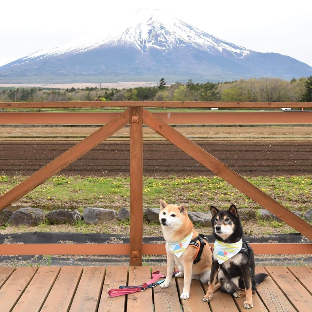 がんちゃんさんのインスタグラム写真 - (がんちゃんInstagram)「#てんタッキー富士山の旅  コタ＆アンとの思い出の場所を回れたのが何より嬉しかったです。  雨女の私なのにあんなに綺麗に富士山が見えたのはきっとコタ＆アンが見せてくれたんだなぁと思います😊  とってもステキな場所ばかりでした。ありがとー富士山🗻  #花の都公園 #忍野八海 #ドッグリゾートwoof」5月24日 21時14分 - kota2ann