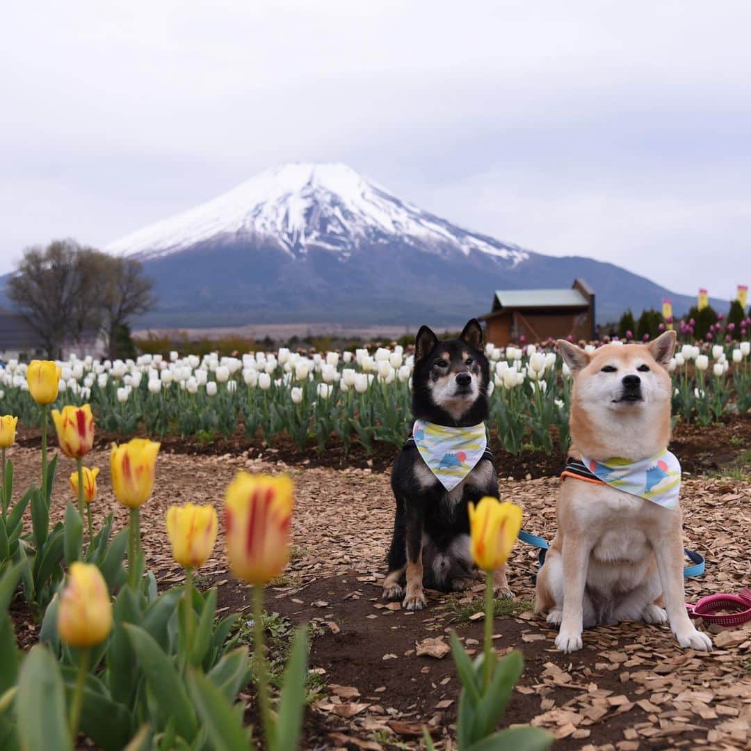 がんちゃんさんのインスタグラム写真 - (がんちゃんInstagram)「#てんタッキー富士山の旅  コタ＆アンとの思い出の場所を回れたのが何より嬉しかったです。  雨女の私なのにあんなに綺麗に富士山が見えたのはきっとコタ＆アンが見せてくれたんだなぁと思います😊  とってもステキな場所ばかりでした。ありがとー富士山🗻  #花の都公園 #忍野八海 #ドッグリゾートwoof」5月24日 21時14分 - kota2ann