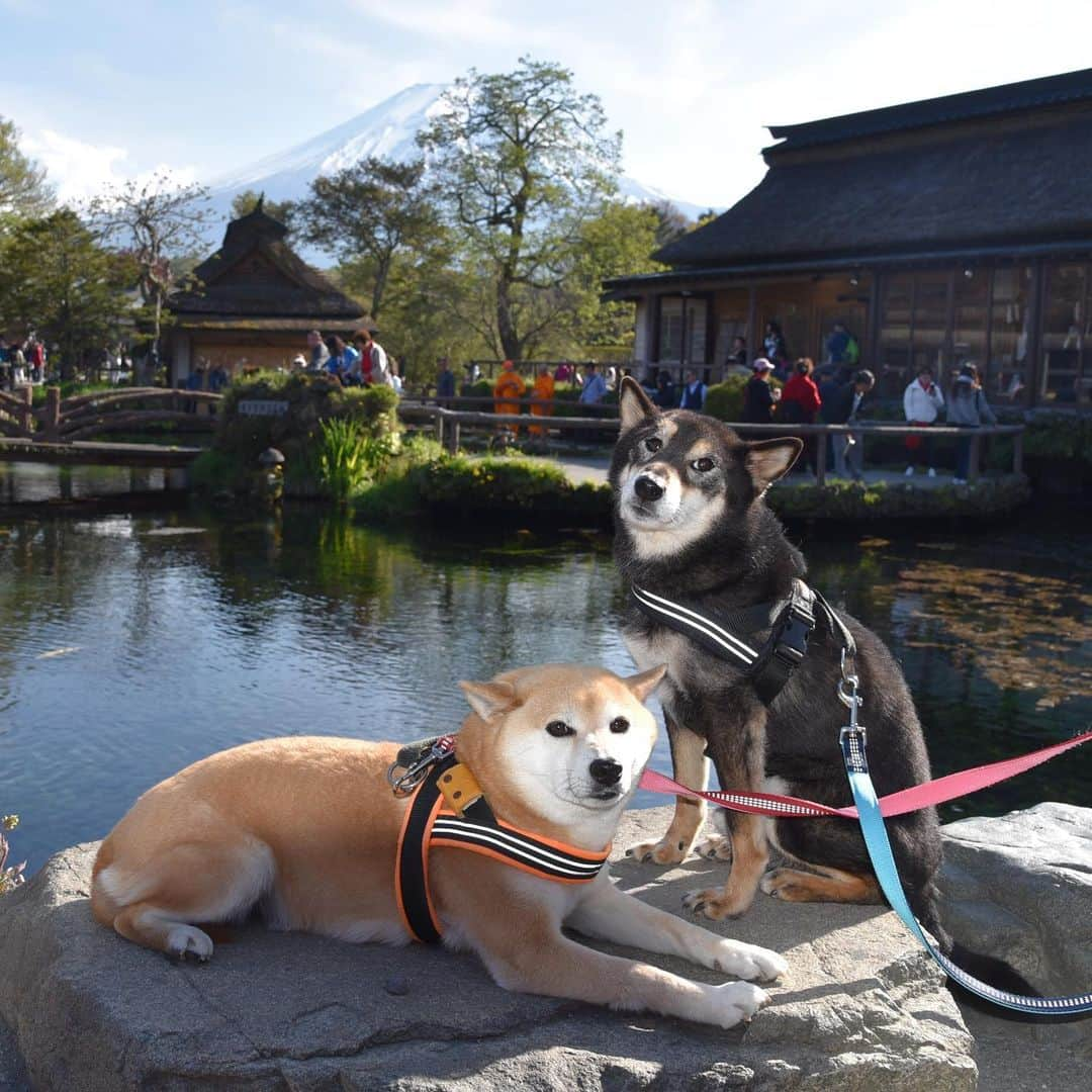 がんちゃんさんのインスタグラム写真 - (がんちゃんInstagram)「#てんタッキー富士山の旅  コタ＆アンとの思い出の場所を回れたのが何より嬉しかったです。  雨女の私なのにあんなに綺麗に富士山が見えたのはきっとコタ＆アンが見せてくれたんだなぁと思います😊  とってもステキな場所ばかりでした。ありがとー富士山🗻  #花の都公園 #忍野八海 #ドッグリゾートwoof」5月24日 21時14分 - kota2ann