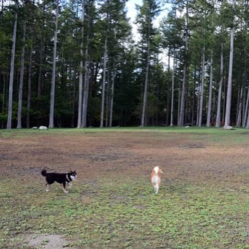 がんちゃんさんのインスタグラム写真 - (がんちゃんInstagram)「#てんタッキー富士山の旅  コタ＆アンとの思い出の場所を回れたのが何より嬉しかったです。  雨女の私なのにあんなに綺麗に富士山が見えたのはきっとコタ＆アンが見せてくれたんだなぁと思います😊  とってもステキな場所ばかりでした。ありがとー富士山🗻  #花の都公園 #忍野八海 #ドッグリゾートwoof」5月24日 21時14分 - kota2ann