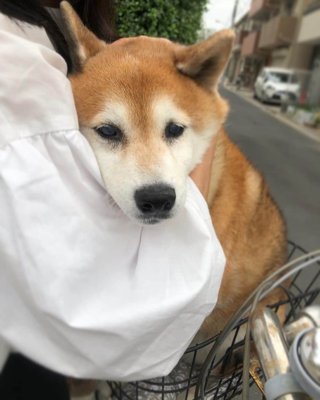 大関れいかさんのインスタグラム写真 - (大関れいかInstagram)「. あ、かわね〜〜〜🐶🌈 よくチャリカゴに乗っける。 好きらしい。風を感じてる。 #お犬様#ガッツ#だいぶおばあちゃん #dog#shibainu#shibainustagram」5月24日 21時18分 - _reikaoozeki