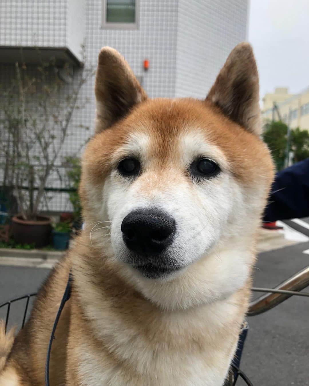 大関れいかさんのインスタグラム写真 - (大関れいかInstagram)「. あ、かわね〜〜〜🐶🌈 よくチャリカゴに乗っける。 好きらしい。風を感じてる。 #お犬様#ガッツ#だいぶおばあちゃん #dog#shibainu#shibainustagram」5月24日 21時18分 - _reikaoozeki