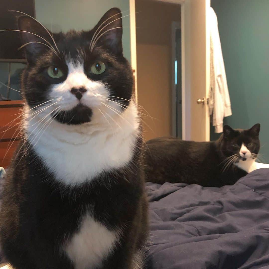 Tuxedo Cat Brosのインスタグラム：「Took the day off from work! Best decision ever. What should we do today???」