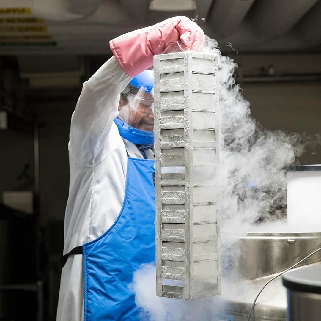 のインスタグラム：「Careful handling!. . . . Alex Chao from the Novartis Institute for Tropical Diseases (NITD), based in Emeryville, California, is retrieving frozen biological samples from a liquid nitrogen containment facility, to grow parasitic cultures. . . . These cultures are crucial for comparing the biochemical characteristics of potential medicines against infectious diseases such as malaria, which is one of the key research areas of the NITD, since its creation in 2001. . #NovartisLife」