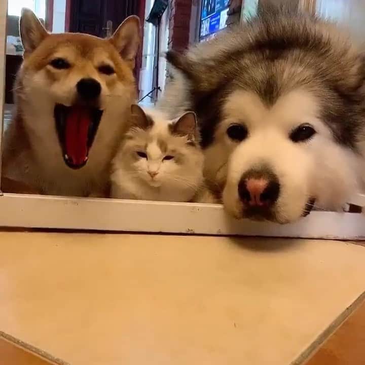husky and malamuteのインスタグラム：「Do you want to stay with me with them?😛😛 follow @alaskandaily （Twitter：alaskandaily）for more cute pic and video.😜 ……………………………………………………………… Each video was approved by the original author. But  don't have a Instagram account. We are first one post those video. So watermark credit @alaskandaily ……………………………………………………………… #alaskan#malamute#alaskanmalamute#alaskanhusky#malamutesofinstagram#puppylife#puppylove#puppydog#puppylover#dogdays#malamutepuppy#huskies#huskeypuppy#huskeiesreq#siberian#huskeiesofig#dogslife#dogsofnyc#cutedog#cutedogs#huskeypics#huskeylovers#huskygram#huskeylove#huskiesofinstagram#dogsofnyc#husky#狗」