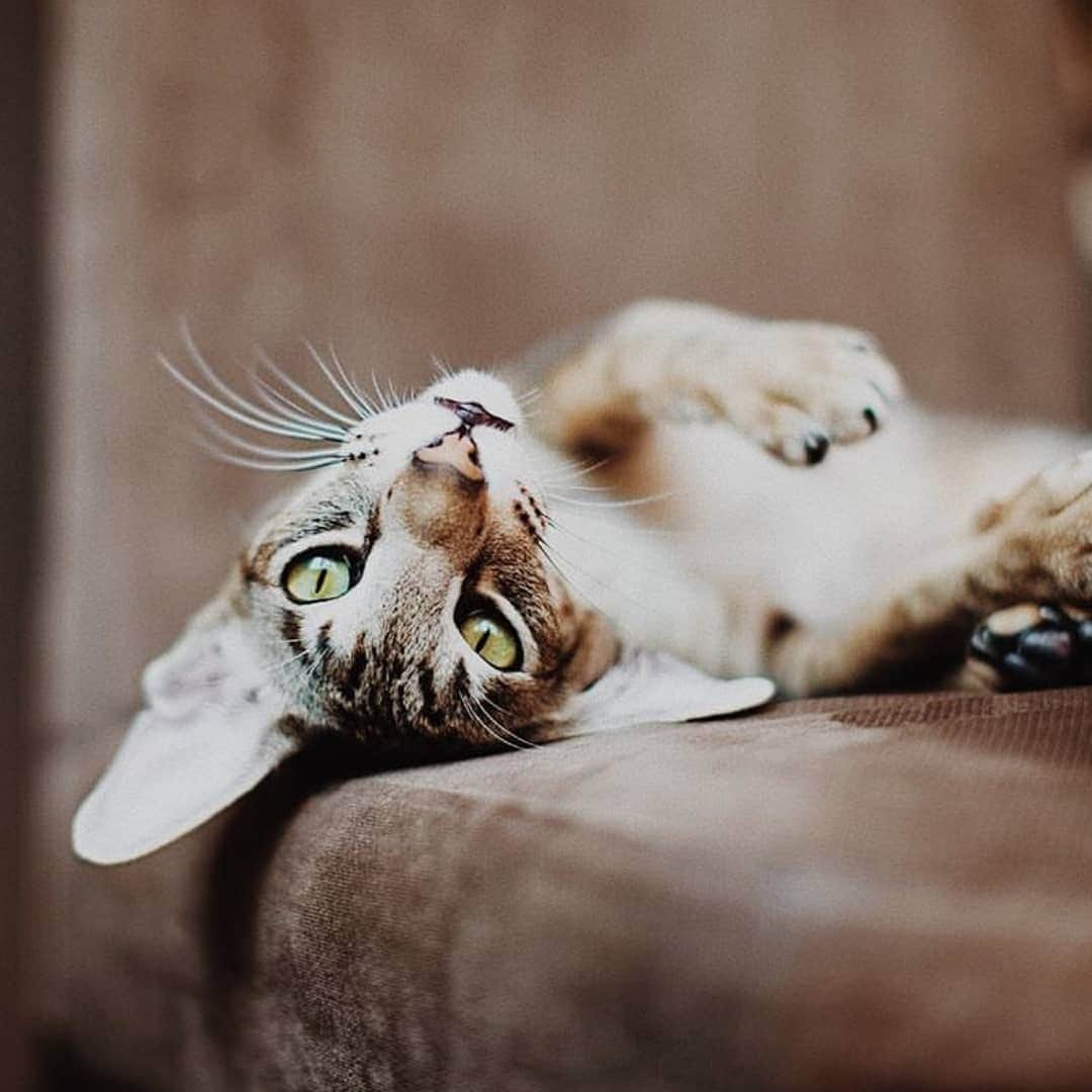 CatStockerのインスタグラム：「Hello! #catstocker is here!  Follow our FURRriend @kingsofmeow  Scroll right for more pictures 👉 . . . . .  #cat #neko #mačka #chat #kočka #котка #kotek #kot #кіт #mače #кошка #кот #katze #gato #gatto #kissa #kattunge #猫 #고양이 #貓 #kedi #köttur  #子猫 #חתול #кішка #gatinho #котенок #gatito #kitten」
