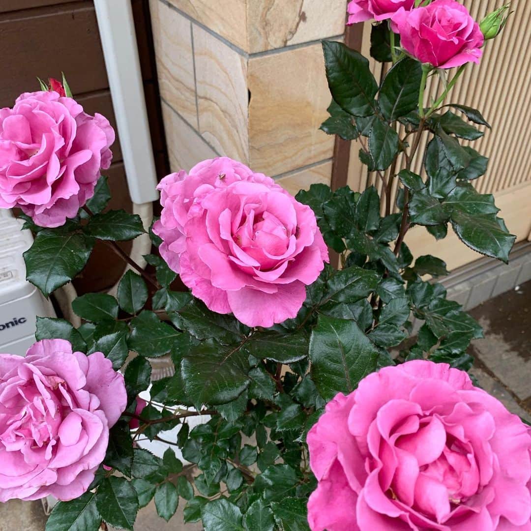 ゴンゾーさんのインスタグラム写真 - (ゴンゾーInstagram)「open rose floweres!」5月24日 21時39分 - gonzotambourine
