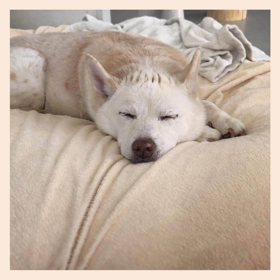 パンといっぴきさんのインスタグラム写真 - (パンといっぴきInstagram)「#雑種犬 #元保護犬 #眠る犬 #crossbreed #mixdog #sleepingdog」5月24日 21時47分 - kwhr725