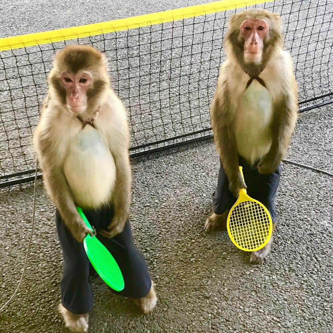 吉崎仁康さんのインスタグラム写真 - (吉崎仁康Instagram)「次の対戦ペアはこの2人か・・ 手強そうだ。  #monkeytennis #テニスをするサル #日光さる軍団 #tennismonkey」5月24日 21時52分 - yoshiyasu.yoshizaki