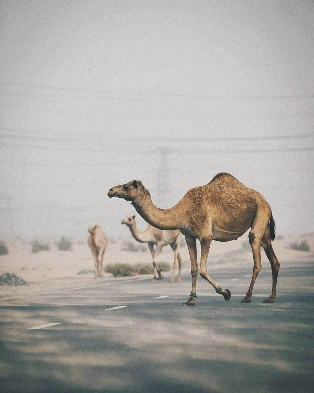 Berlin Tokyoさんのインスタグラム写真 - (Berlin TokyoInstagram)「🐫 Sand storm. . . 💃@s.o.n.y.a.official 💄/👗@theoriginalsimona . 📍#Dubai」5月24日 22時08分 - tokio_kid