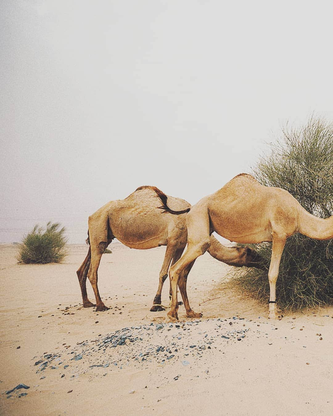 Berlin Tokyoさんのインスタグラム写真 - (Berlin TokyoInstagram)「🐫 Sand storm. . . 💃@s.o.n.y.a.official 💄/👗@theoriginalsimona . 📍#Dubai」5月24日 22時08分 - tokio_kid