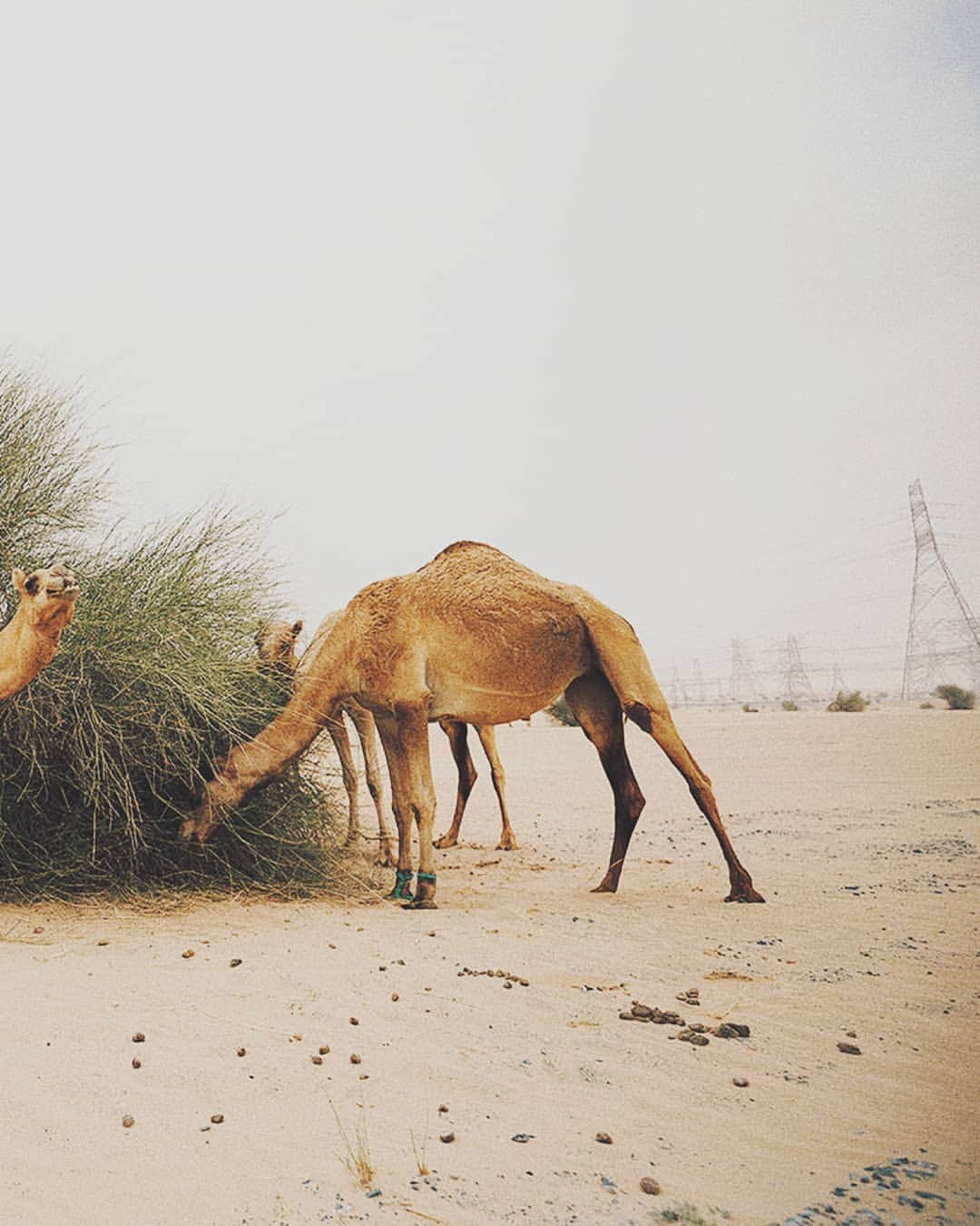 Berlin Tokyoさんのインスタグラム写真 - (Berlin TokyoInstagram)「🐫 Sand storm. . . 💃@s.o.n.y.a.official 💄/👗@theoriginalsimona . 📍#Dubai」5月24日 22時08分 - tokio_kid