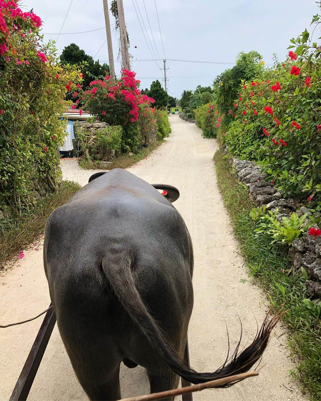 安井由香子さんのインスタグラム写真 - (安井由香子Instagram)「・ 石垣島旅行行ってきました！🌺🌺🌺 「幻の島」めっちゃ綺麗くて感動した😳✨ 海の色は加工せずにこの色！😳 初シュノーケリングは海の波に酔ってしまった😣でも、生クマノミもみれて満足😊 とにかく海がすご〜く綺麗かった😳 楽しくて幸せな旅行でした！ありがとう💗 #石垣島最高🌺」5月24日 22時05分 - yukapon0018