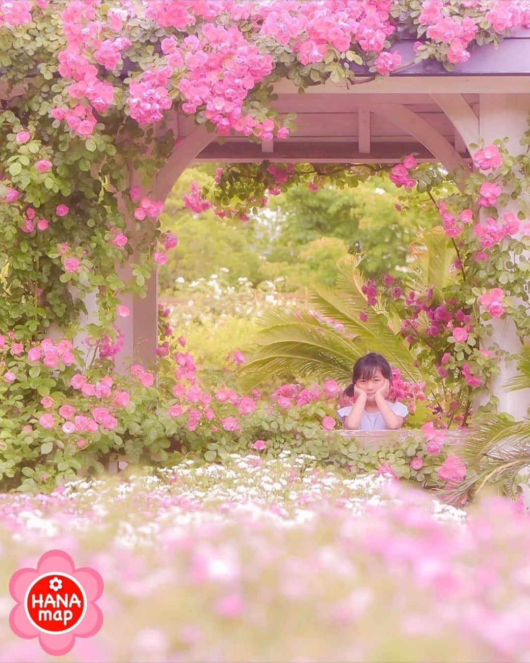 はなまっぷ❁日本の花風景さんのインスタグラム写真 - (はなまっぷ❁日本の花風景Instagram)「🌸はなまっぷ🌸 * @yamamoto__nozomu さんの  花のある風景に花まるを💮 * 満開の薔薇がよく似合う可愛らしいお姫様をありがとうございます😊🌸 * * 山口  #やまぐちフラワーランド Yamaguchi Flowerland, Yamaguchi Pref. * 🌼薔薇の花言葉📝🌼 愛、美 * 見頃を過ぎている場所もご紹介しています。お出かけの際はHP等で最新の情報をご確認くださいね🙏🌸 * 🌸•••🌸•••🌸•••🌸•••🌸•••🌸 * いつも素敵なお花をありがとうございます😊 日本の花のある風景にタグ付けしてください🌸 お花があれば何でもOKです💓 * #はなまっぷ * #日本の美しい花風景#花のある風景#花#花言葉#花畑#薔薇#バラ#バラ園」5月24日 22時05分 - hanamap