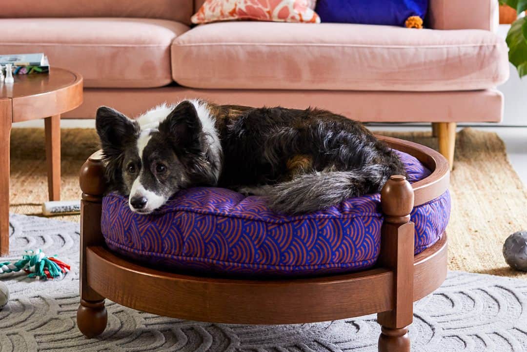 ドリュー・バリモアさんのインスタグラム写真 - (ドリュー・バリモアInstagram)「@flowerbydrew pets!!! I’ve always wanted to design a line for pets! Our #FLOWERHome dog bed, cat bed and bowls are so much fun! Scroll to see what we’ve created for your furry friends 🐶 🐱 💗PS! everything in this photo is from our home collection  #FLOWERbyDrew available online @walmart @hayneedle @jet」5月24日 22時21分 - drewbarrymore