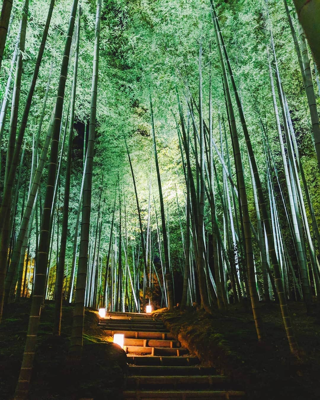 福田洋昭さんのインスタグラム写真 - (福田洋昭Instagram)「Bamboo sturdy root structure, a symbol of prosperity.  Simple and unadorned, a symbol of purity and innocence🎍  On another note, loving my #GooglePixel #TeamPixel #Sponsored #Pixelで撮影 📸」5月24日 22時25分 - hirozzzz