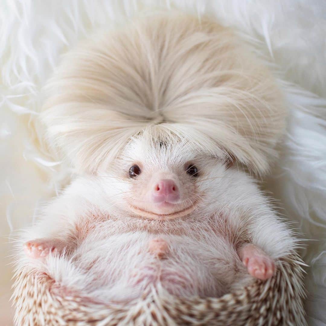 ダーシーさんのインスタグラム写真 - (ダーシーInstagram)「Hedgehogs say good morning when humans say good night🦔✨ ・ ・ ・ ハリちゃん達はこれからおはようだね🦔✨ いつも電気を消すとすぐ遊び始めるけど、それまで寝たふりしてるのかな🤔？」5月24日 22時44分 - darcytheflyinghedgehog