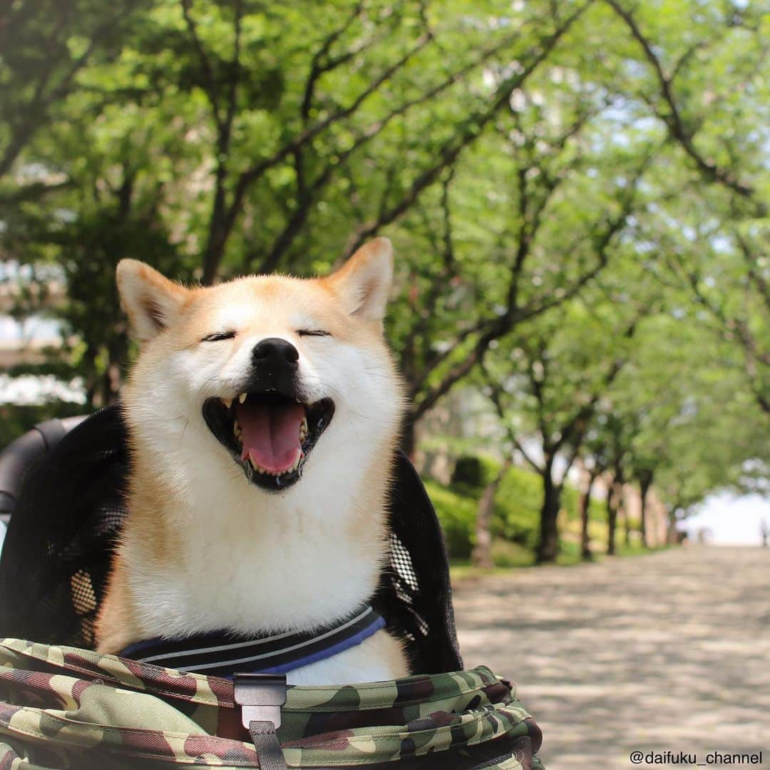 だいふくさんのインスタグラム写真 - (だいふくInstagram)「新緑が目に眩しいね〜🐶✨ 熱中症には気をつけてよい週末を！！ Have a nice weekend 🐶😉 Good night🌙 #新緑 #5月 #green #笑顔」5月24日 22時49分 - daifuku_channel