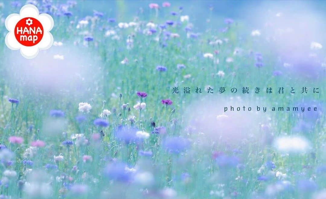 はなまっぷ❁日本の花風景さんのインスタグラム写真 - (はなまっぷ❁日本の花風景Instagram)「🌸はなまっぷ🌸 * @amamyee さんの 花のある風景に花まるを💮 * 上品なブルーに包まれる美しい矢車菊の世界をありがとうございます😊🌸 * * 兵庫  #国営明石海峡公園 Akashi Kaikyo National Government Park, Hyogo Pref. * 🌼ヤグルマギクの花言葉📝🌼 繊細、優美 * 🌸•••🌸•••🌸•••🌸•••🌸•••🌸 * いつも素敵なお花をありがとうございます😊 日本の花のある風景にタグ付けしてください🌸 お花があれば何でもOKです💓 #はなまっぷ * #日本の美しい花風景#花のある風景#花#花言葉#花畑#矢車菊#ヤグルマギク」5月24日 22時56分 - hanamap