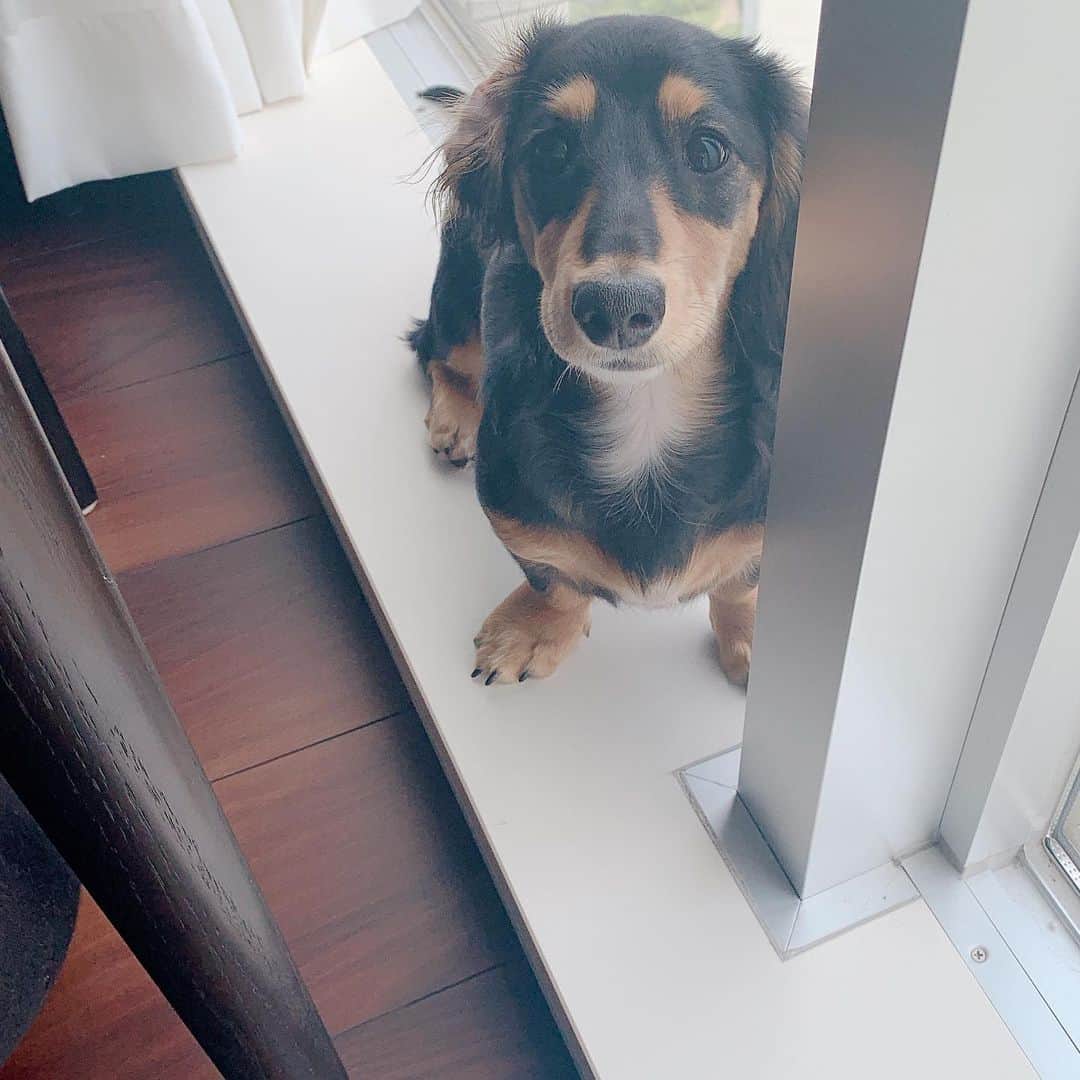 高原愛のインスタグラム：「あそびたいよぅぅぅぅ🥺🥺🥺🥺❤️モモちゃん可愛いなぁ😍  #cute#cutie#lovely#newfriend#kindness#happy#dachshund#dachshunds#dachshundpuppy#dachshund_love  #dachshundlove#doxie#doxiepuppies#doxieworld#dog#dogstagram#petstagram#pet#pets#puppy#sweetie#woof#ダックス#ミニチュアダックスフンド#子犬#犬#🐶#🍑」