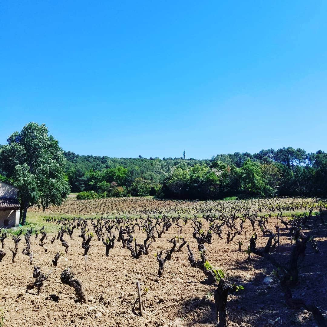 志賀光明さんのインスタグラム写真 - (志賀光明Instagram)「. . ついこの前 フランス🇫🇷といえば wine🍷でしょ！ということで 1日に3つのシャトーをまわって 試飲してきた！ . #wine #france #ワイン #ワイン好き  #赤ワイン は重たいのが好き #白ワイン は辛口が好き #ロゼ はいまいちわからなかった笑」5月24日 23時09分 - shiga.m0916