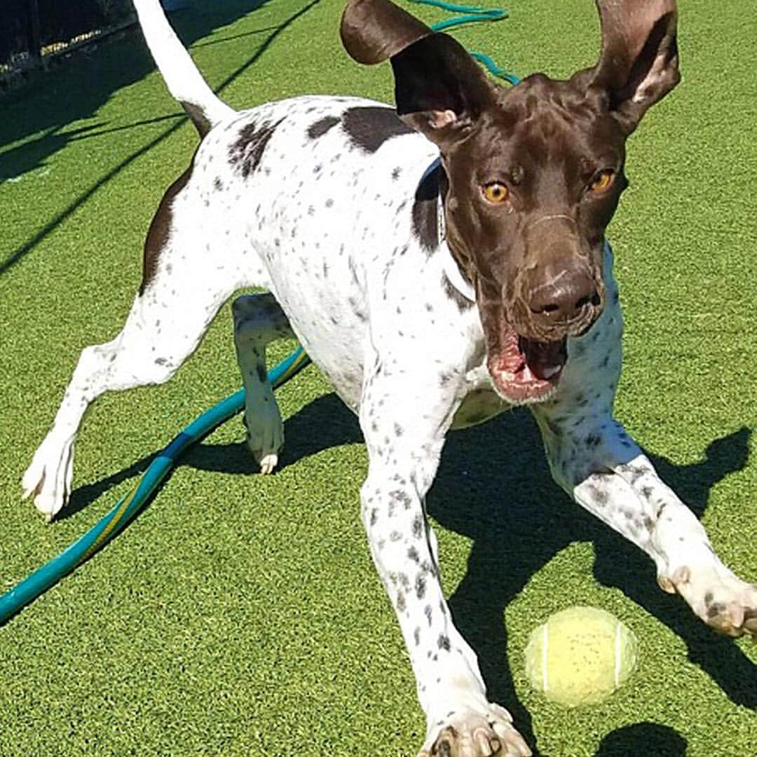 アメリカ運輸保安局さんのインスタグラム写真 - (アメリカ運輸保安局Instagram)「Say hello to Baron! Baron is one of our Explosive Detection Canines at Charlotte Douglas International Airport (CLT). When he's working, Baron is very focused on detecting suspicious substances in order to keep travelers safe. But when relaxing, he's a bit more focused on GET THAT TENNIS BALL! ⠀⠀⠀⠀⠀⠀⠀⠀⠀⠀⠀⠀⠀⠀⠀⠀⠀⠀ TSA has been training canines in explosives detection since 2001. Currently, there are more than 900 canine teams deployed to protect airports, mass transit and maritime systems. Check out our website to learn more about how TSA trains and utilizes our talented canine partners. ⠀⠀⠀⠀⠀⠀⠀⠀⠀⠀⠀⠀⠀⠀⠀⠀⠀⠀ #DogsofInstagram #WorkingDogs #Dogstagram #Travel #TSAcanines #AirportLife #Charlotte #NorthCarolina」5月24日 23時04分 - tsa