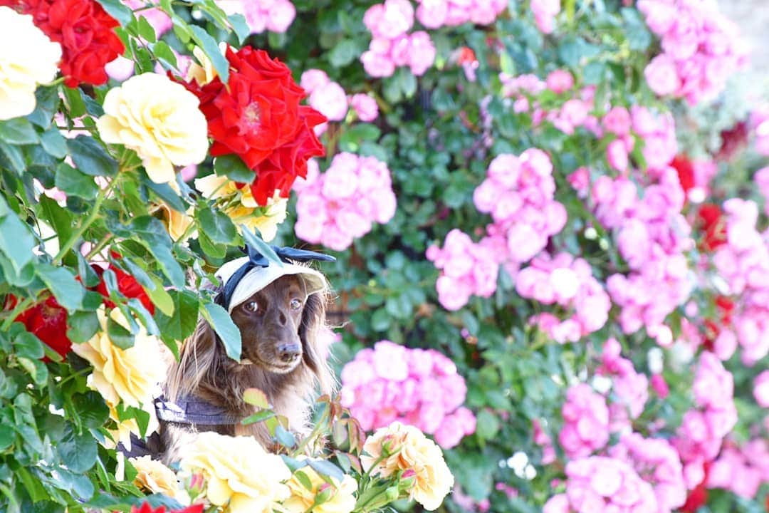 etsukoさんのインスタグラム写真 - (etsukoInstagram)「* 2019.05.24 どーこだっ | ᐕ)⁾⁾ * * * 🐶💬 『隠れてるですよ………… | ᐕ)⁾⁾🌹』 * * * 👧💬 『…。茶色いから すぐ わかりますがな( ¯꒳​¯ )ᐝ 』 * * * #アロハと花巡り2019 #アロハと横浜散歩 #薔薇 #ローズ #あろまっぷ #ミニチュアダックスフンド #ミニチュアダックス #ダックスフンド #ダックス #チョコソリッド #ワンコなしでは生きて行けません会 #犬のいる暮らし #miniaturedachshund #miniaturedachs #dachshund #dachs #dogoftheday #dogstagram #flowerstagram #ig_dogphoto #ig_flower #east_dog_japan #todayswanko #sausagedog #alohahappy🐶 * * *」5月24日 23時15分 - aloha_with_etsuko