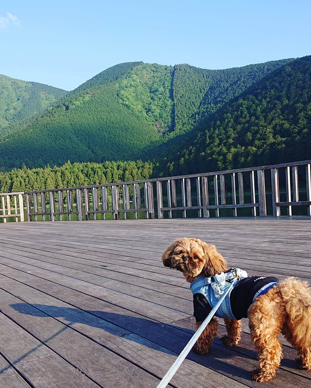 巴山萌菜さんのインスタグラム写真 - (巴山萌菜Instagram)「くるくんも一緒に行った🐶  #田貫湖 #富士山 #日の出 #絶景 #朝 #朝5 #静岡県 #静岡 #キャンプ #初キャンプ #最高 #非日常 #非日常空間 #自然 #山 #川 #湖 #お日様 #太陽 #ゆるキャン #ゆるキャン聖地 #リフレッシュ #キャンプ犬」5月24日 23時26分 - mona_tomoyama