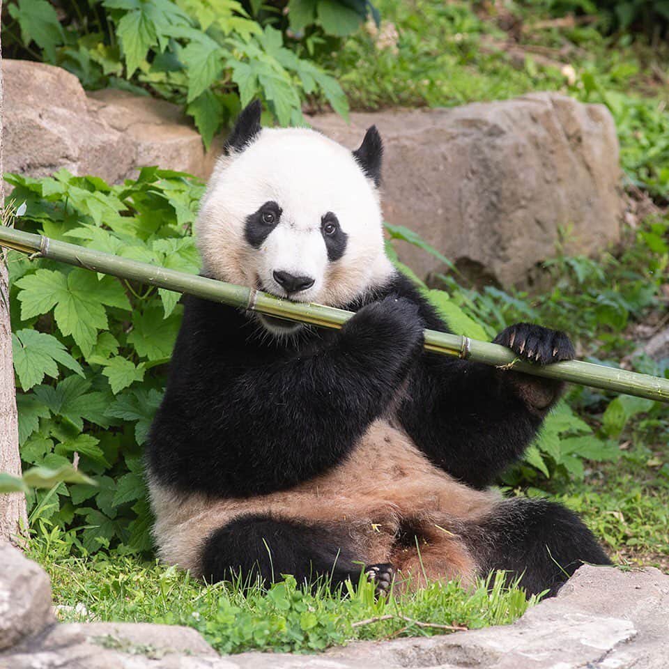 スミソニアン国立動物園さんのインスタグラム写真 - (スミソニアン国立動物園Instagram)「🐼 🎍Want to be happier than a panda with bamboo? Join Friends of the National Zoo! 🎉All month long, join at the Premier and Benefactor Circle membership levels and receive +2 months of membership FREE! You'll also receive a discount on the membership + a cute tiger tote! 🐯🛍️ JOIN TODAY: https://s.si.edu/2H3DgMx. (Link in bio.) @fonznationalzoo」5月24日 23時45分 - smithsonianzoo