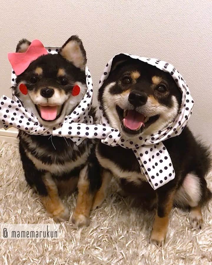 まめ丸のインスタグラム：「* * 【 金曜日の #居酒屋まめ丸 🐶🍺】 * 今週もおつかれさま🐶💓 居酒屋まめ丸は今日も夫婦で営業中❣️ #かなしい嘘 --------------------------------- つよがり店長さんのお話ブログにかいたよ🐶💓 ストーリーかプロフィールからみてね❣️ * 【Taverna“MAMEMARU”🐶🍺】 TGIF🐶🍺💓 --------------------------------- I updated my blog🐶💓 The URL is in my profile. Please visit it if you have time❣️ * #カエル感 🐸 #双子くんなかなかノリノリ #まめ丸双子店長 * #柴犬#豆柴#柴#黒柴#犬#ふわもこ部#shiba#shibainu#shibastagram#shibadog#shibapuppy#puppy#instadog#dogstagram#dog#instashiba#petstagram#pet#cute#cutedog#강아지#멍스타그램#weeklyfluff#dailyfluff#worldofcutepets」