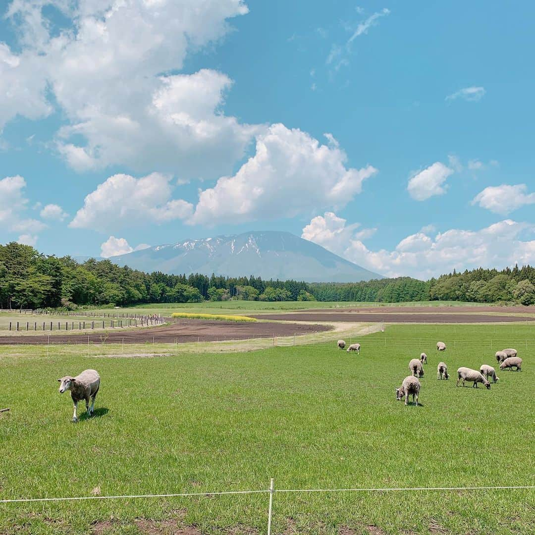 ぱちおまるさんのインスタグラム写真 - (ぱちおまるInstagram)「癒される旅☺️🌷🐄 最近モーモー率たかめ🐄w  いつかおうちでガーデニングとかしてパン屋しながら暮らしたい🌷🍀🍞 つまようじでレアチーズケーキ食べようとする暴挙🦸‍♂️ #旅 #花畑」5月24日 23時48分 - pachiomaru