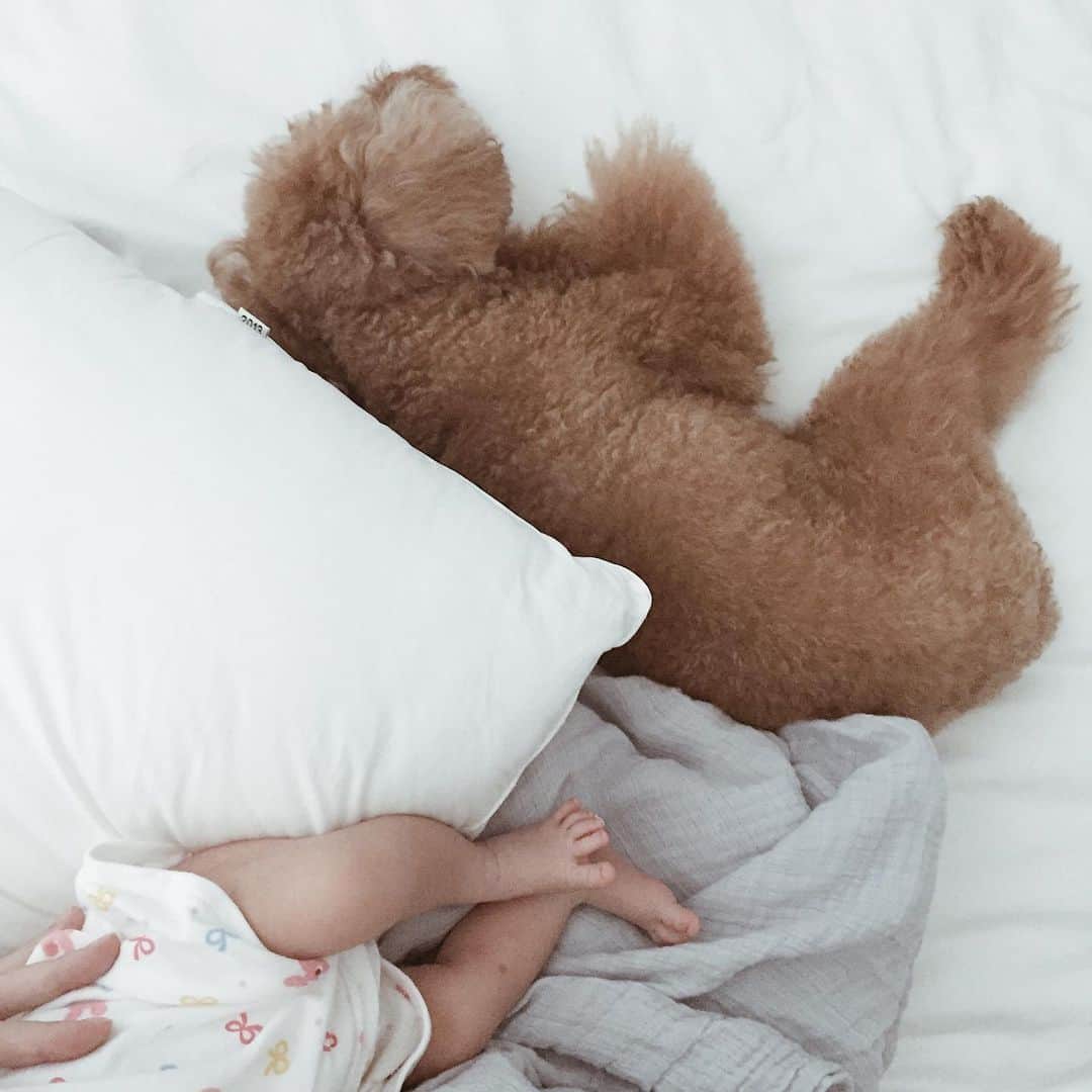 Shokoのインスタグラム：「Baby and Latte. ・ 1 month. 2 months.. 3 months... went by so fast. ・ #babysfeet #iloveyou #puppylove」